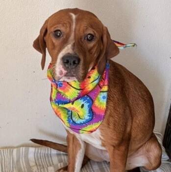 Keira -  Labrador Retriever Dog Available for Adoption in Traverse City, Michigan - Keira | PetCurious
