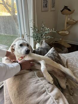 Rescue Labrador Retriever and Great Pyrenees Dogs for Adoption in Columbus, Ohio - Winn Dixie | PetCurious