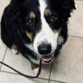 Bella -  Australian Shepherd Dog for Adoption - Bella | PetCurious