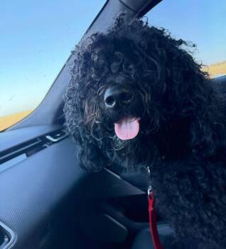 Cash -  Standard Poodle Dog for Adoption in Grand Bay, Alabama - Cash | PetCurious
