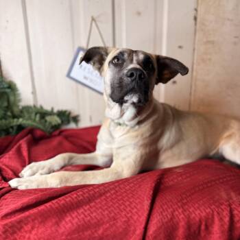 Black Mouth Cur and Mountain Cur Dogs Available for Adoption - Frances | PetCurious