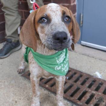 Australian Cattle Dog Blue Heeler and Hound Dogs Available for Adoption in Washington, District Of Columbia - Miss Sophia | PetCurious