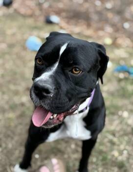 Boxer Dogs Available for Adoption - Ember | PetCurious