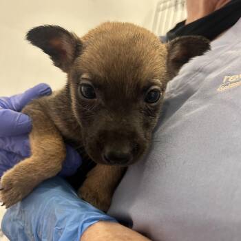 Hayden -  Mixed Breed Dog for Adoption in Wheeling, Illinois - Hayden | PetCurious