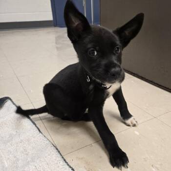 Mixed Breed Dogs Available for Adoption in Pittsburgh, Pennsylvania - Christa | PetCurious