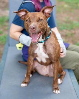 Lisa -  Mixed Breed Dog for Adoption in Chamblee, Georgia - Lisa | PetCurious