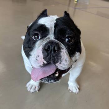 Smush -  English Bulldog Dog for Adoption in Des Moines, Iowa - Smush | PetCurious