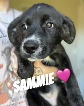 Sammie -  Border Collie and German Shepherd Dog Dog for Adoption in Felton, Pennsylvania - Sammie | PetCurious