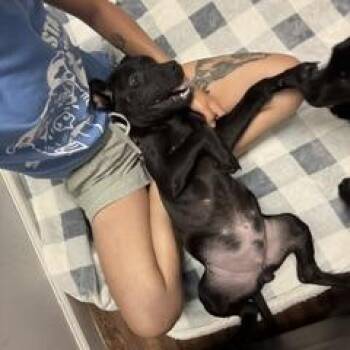 Russell Tinsworthy -  Terrier Dog for Adoption in St. Louis, Missouri - Russell Tinsworthy | PetCurious