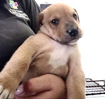German Shepherd Dog and Mixed Breed Dogs Available for Adoption in Houston, Texas - A656820 | PetCurious