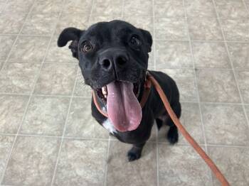 Rescue Boxer and Mixed Breed Dogs for Adoption in Raleigh, North Carolina - CLEOPATRA | PetCurious