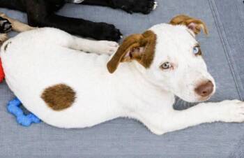 Rico -  Mixed Breed and Husky Dog for Adoption in Orlando, Florida - Rico | PetCurious