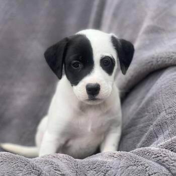 Shepherd and Labrador Retriever Dogs Available for Adoption in San Diego, California - Dakota Pup - South | PetCurious