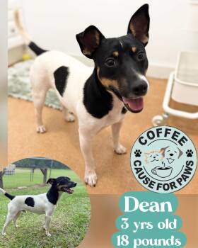Dean -  Jack Russell Terrier Dog for Adoption in Douglas, Georgia - Dean | PetCurious