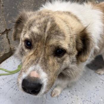 Australian Shepherd Dogs Available for Adoption in Huntsville, Alabama - Beau | PetCurious