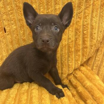 Haydn -  Terrier and Mixed Breed Dog for Adoption in Kanab, Utah - Haydn | PetCurious