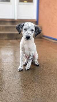 Freckles -  Great Pyrenees Dog for Adoption in Colorado Springs, Colorado - Freckles | PetCurious