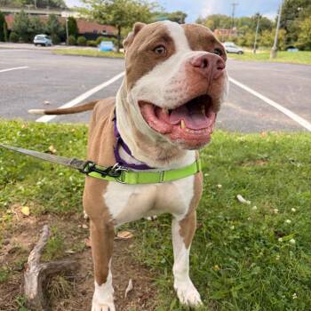 Mango -  Mixed Breed Dog for Adoption in Pittsburgh, Pennsylvania - Mango | PetCurious