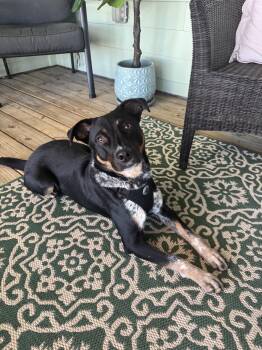 Rescue Cattle Dog Dogs for Adoption in Charleston, South Carolina - Sammy | PetCurious
