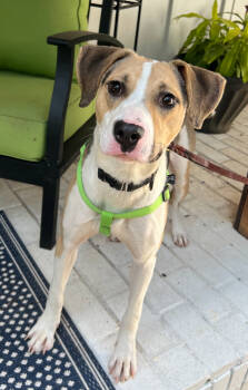 Rescue Treeing Walker Coonhound Dogs for Adoption in Sandy Springs, Georgia - Hubie Brown | PetCurious