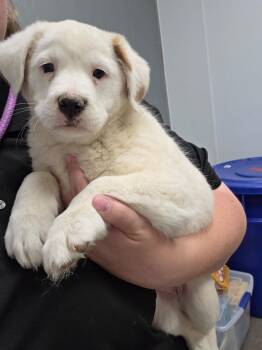 Sage -  Labrador Retriever and Great Pyrenees Dog for Adoption in Fort Collins, Colorado - Sage | PetCurious