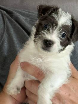 Swiss Roll -  Shih Tzu and Chihuahua Dog for Adoption in West Richland, Washington - Swiss Roll | PetCurious