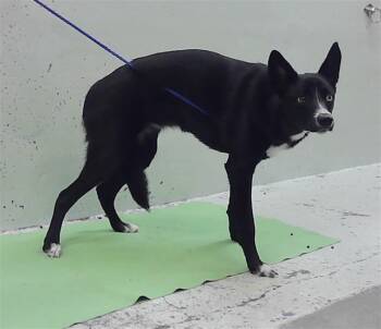 MOCHI -  Husky and Mixed Breed Dog for Adoption in Houston, Texas - MOCHI | PetCurious