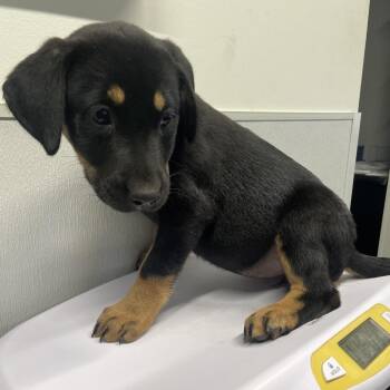 Black Labrador Retriever Dogs Available for Adoption - Grace | PetCurious