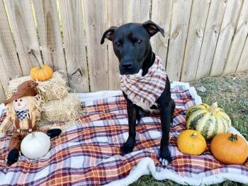 Labrador Retriever Dogs Available for Adoption - Shadow-Chaser WA11587-T | PetCurious