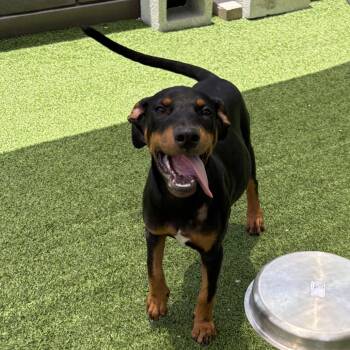 Ghana 8399 -  Doberman Pinscher and Mixed Breed Dog for Adoption in Loxahatchee Groves, Florida - Ghana 8399 | PetCurious
