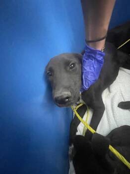 Rescue Mixed Breed Dogs for Adoption in Dallas, Texas - JAWA | PetCurious