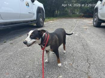 Pit Bull Terrier Dogs Available for Adoption in Ocala, Florida - SADIE | PetCurious