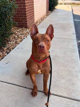 Leopold -  Mixed Breed Dog for Adoption in Huntsville, Alabama - Leopold | PetCurious