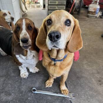 George -  Basset Hound and Yellow Labrador Retriever Dog Available for Adoption - George | PetCurious