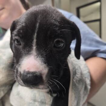 Ophir -  Mixed Breed Dog for Adoption in Lake Panasoffkee, Florida - Ophir | PetCurious