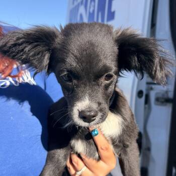 Cobalt -  Chihuahua and Mixed Breed Dog for Adoption in Goleta, California - Cobalt | PetCurious