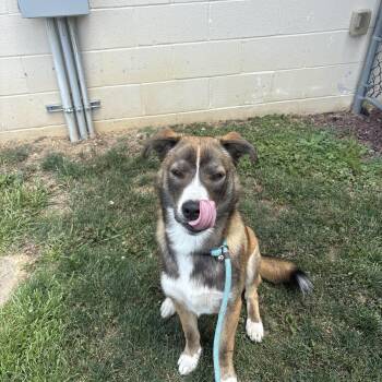 Lincoln -  Mixed Breed Dog for Adoption in Myerstown, Pennsylvania - Lincoln | PetCurious