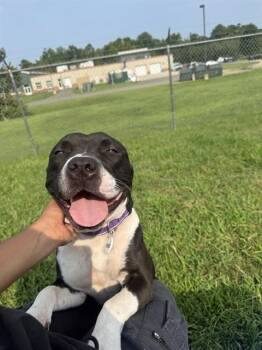 PRECIOUS -  Pit Bull Terrier Dog for Adoption - PRECIOUS | PetCurious