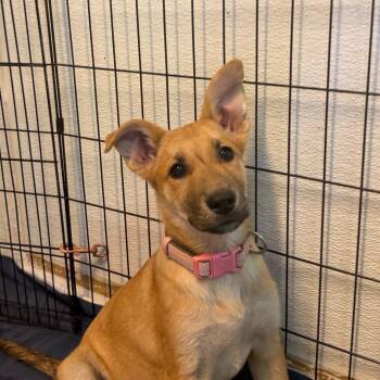 Melody -  Belgian Shepherd Malinois and Mixed Breed Dog for Adoption in Flagstaff, Arizona - Melody | PetCurious