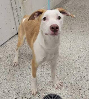 Mixed Breed Dogs Available for Adoption in Kansas City, Missouri - Limoncello | PetCurious