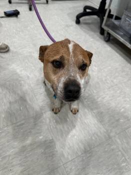 Rescue Australian Cattle Dog Blue Heeler and Pit Bull Terrier Dogs for Adoption in Brookings, Oregon - Will | PetCurious