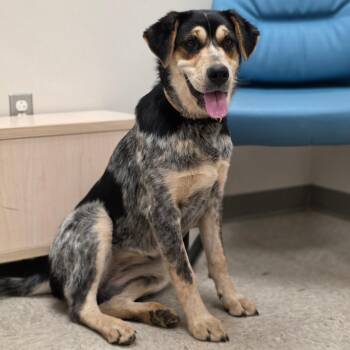 Shepherd and Mixed Breed Dogs Available for Adoption in Chatham, Virginia - Dallary | PetCurious