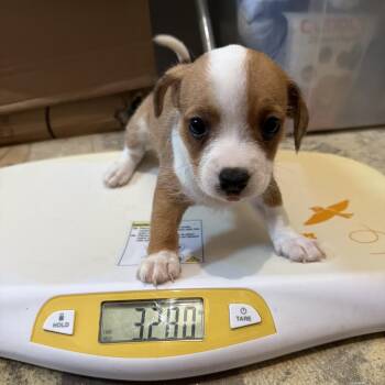 Conroe Puppy 8 -  Chihuahua and Terrier Dog for Adoption in Montgomery, Texas - Conroe Puppy 8 | PetCurious