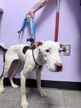 61586369 -  American Staffordshire Terrier and Mixed Breed Dog for Adoption in El Paso, Texas - 61586369 | PetCurious