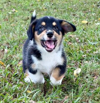 Peanut -  Corgi Dog for Adoption in Eutawville, South Carolina - Peanut | PetCurious