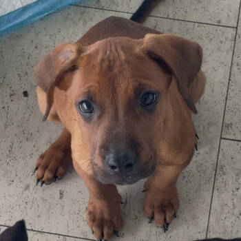 Rescue Rottweiler Dogs for Adoption in Clarksdale, Mississippi - Kobe | PetCurious