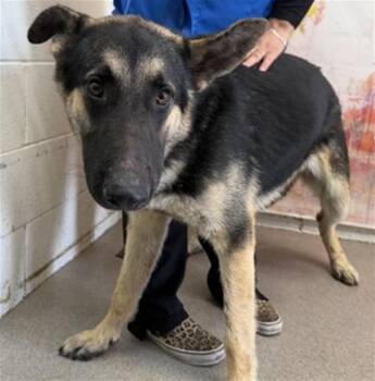 NIKOLAS -  German Shepherd Dog Dog for Adoption in San Bernardino, California - NIKOLAS | PetCurious