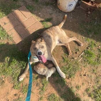 Tigger -  Mixed Breed Dog for Adoption in Walker, Michigan - Tigger | PetCurious