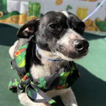 Chihuahua Dogs Available for Adoption - Oreo | PetCurious