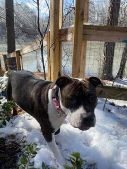 Mixed Breed Dogs Available for Adoption in Chamblee, Georgia - Gemini - IN FOSTER | PetCurious